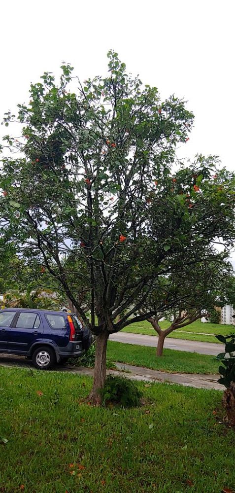 cordia-sebestena-orange-geiger-tree