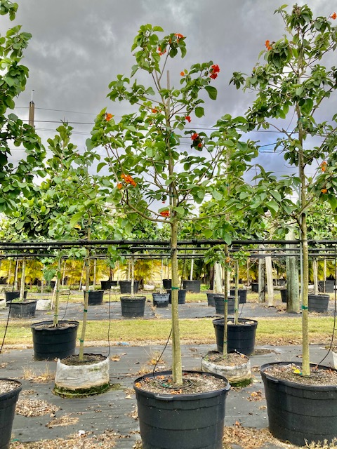 cordia-sebestena-orange-geiger-tree