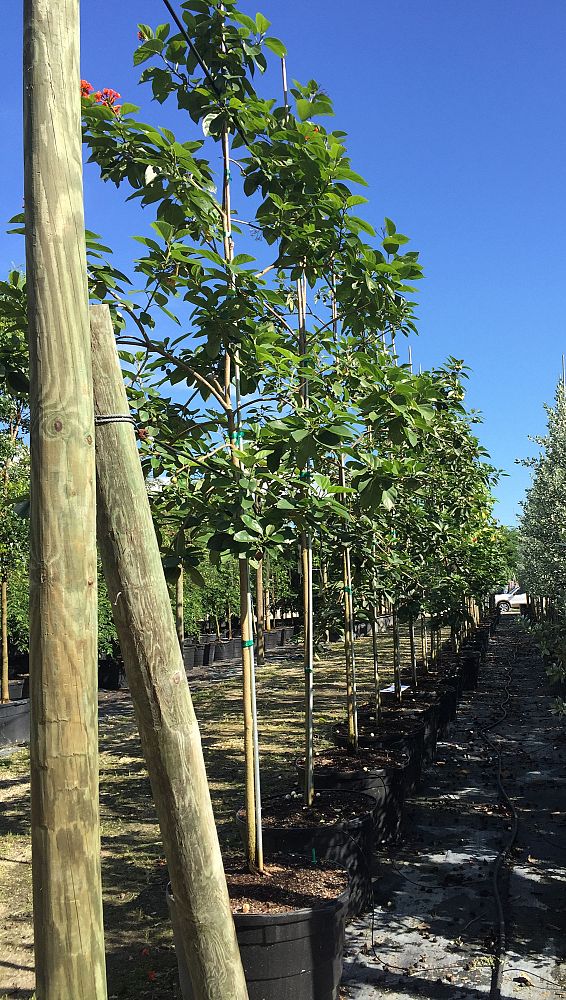 cordia-sebestena-orange-geiger-tree