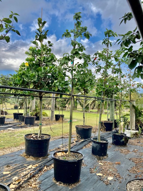 cordia-sebestena-orange-geiger-tree