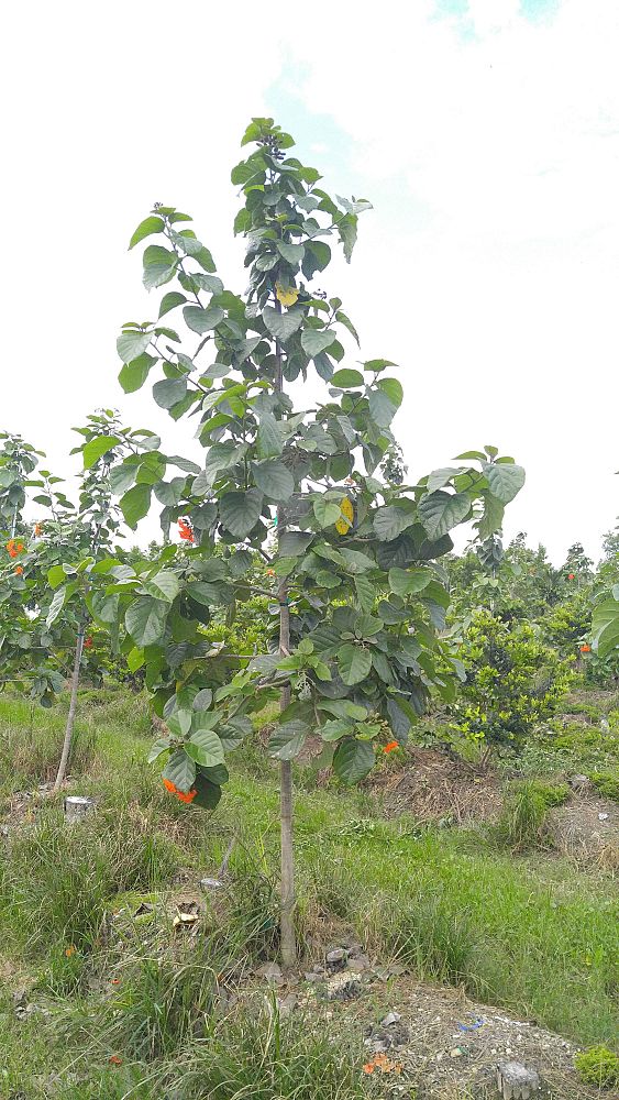 cordia-sebestena-orange-geiger-tree