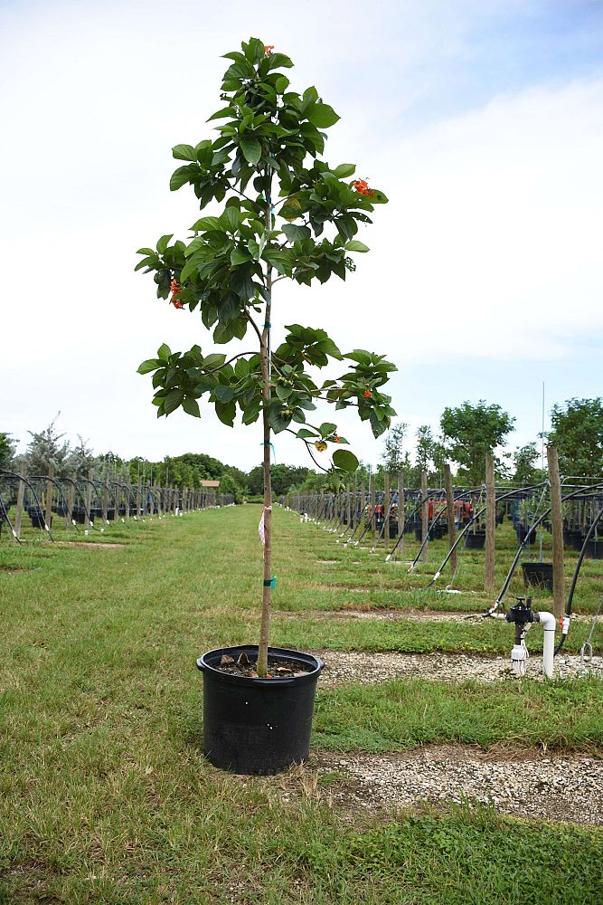 cordia-sebestena-orange-geiger-tree