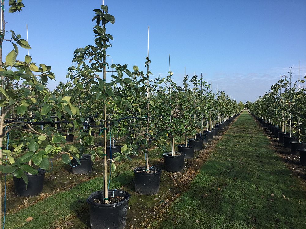 cordia-sebestena-orange-geiger-tree