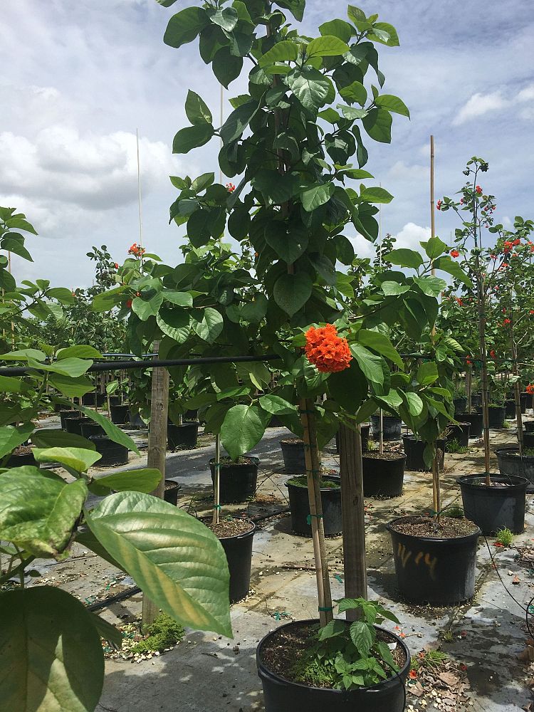cordia-sebestena-orange-geiger-tree