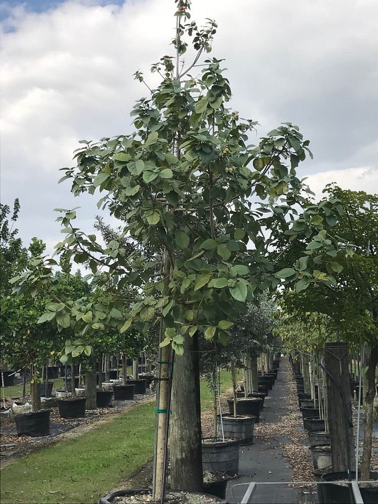 cordia-sebestena-orange-geiger-tree