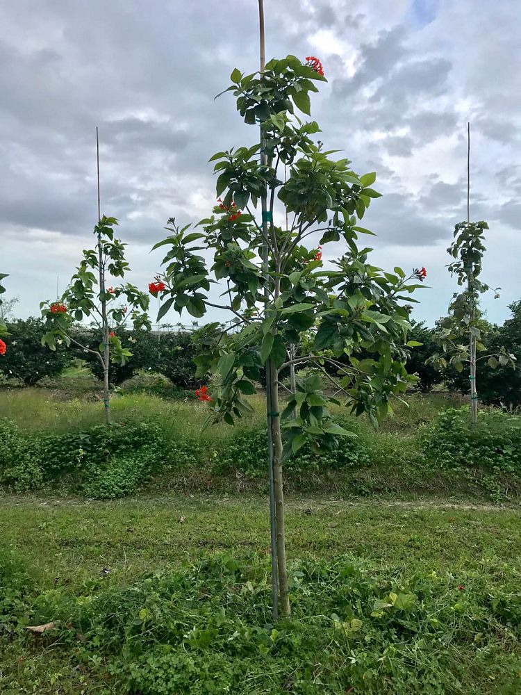 cordia-sebestena-orange-geiger-tree