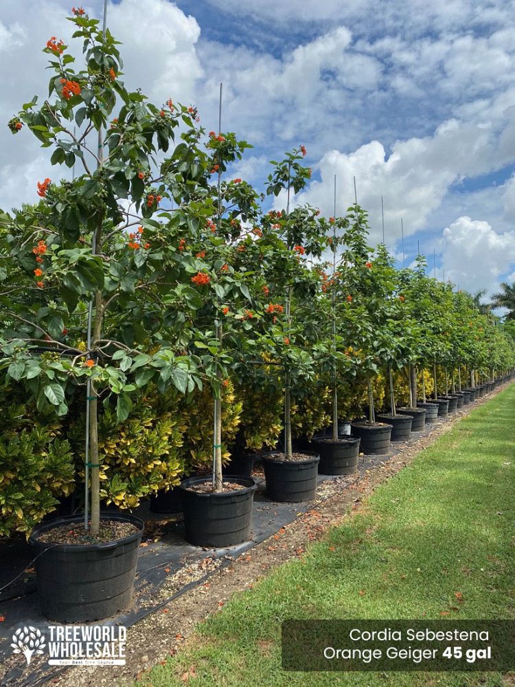 cordia-sebestena-orange-geiger-tree