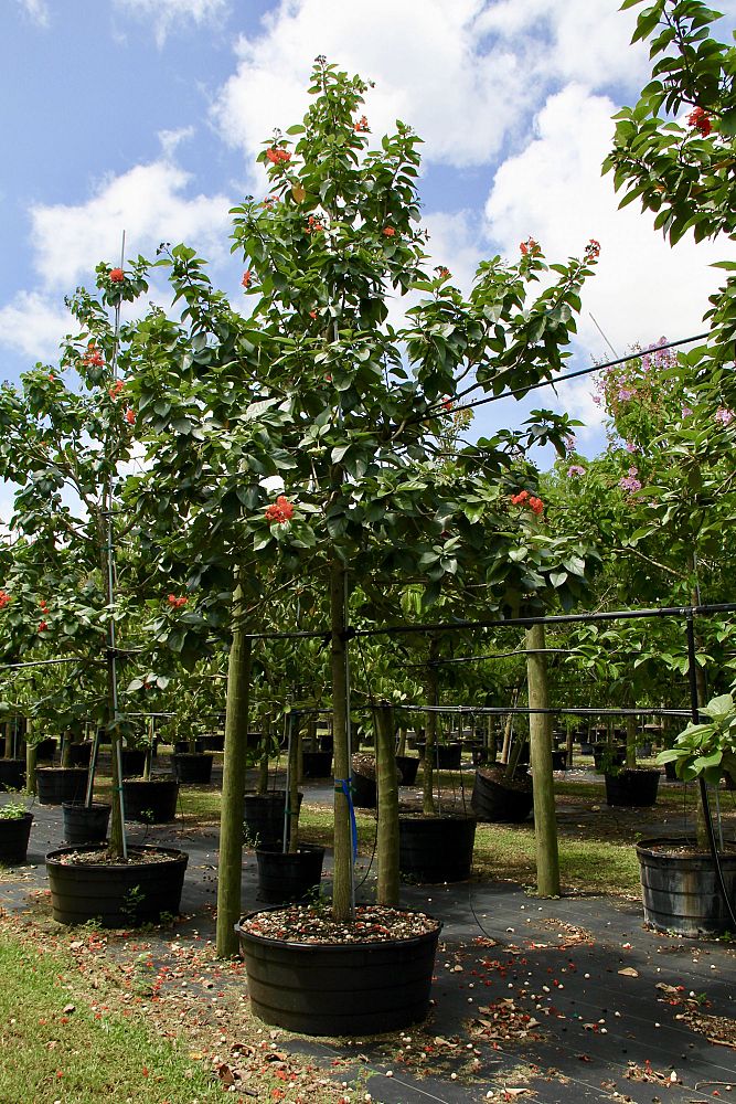 cordia-sebestena-orange-geiger-tree