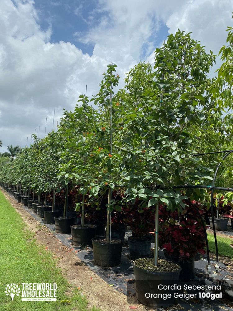 cordia-sebestena-orange-geiger-tree