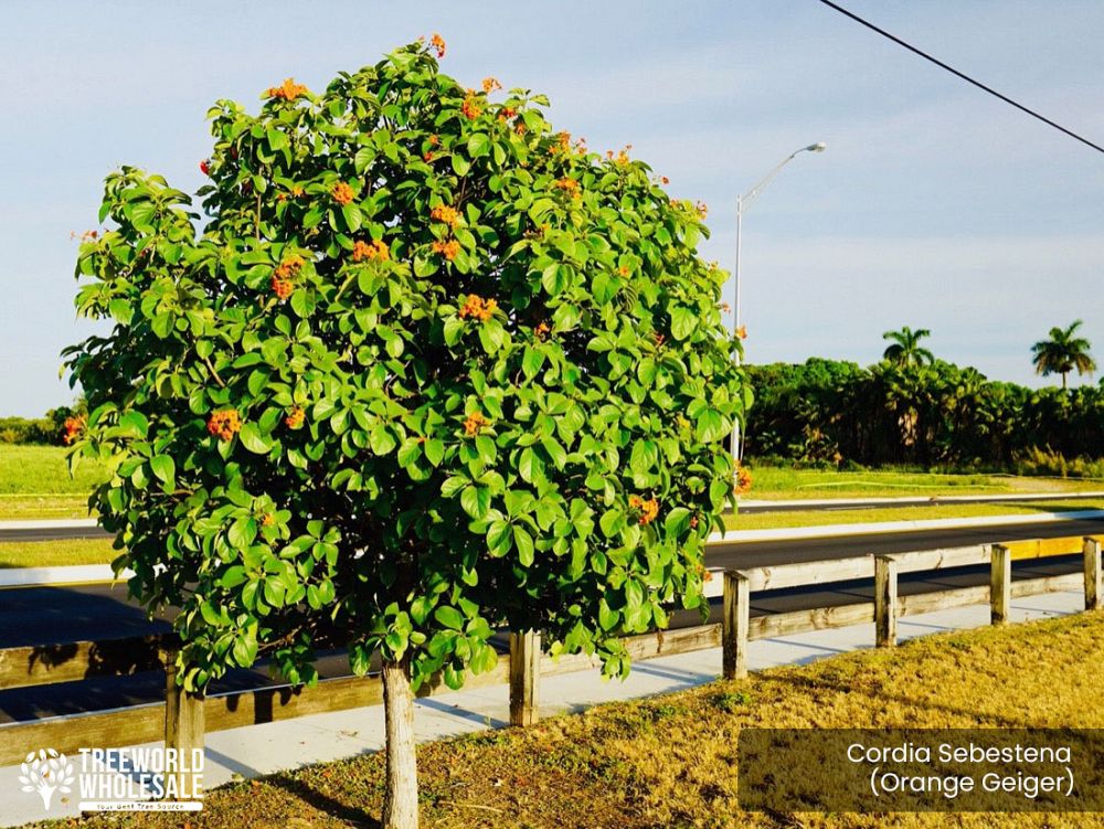cordia-sebestena-orange-geiger-tree