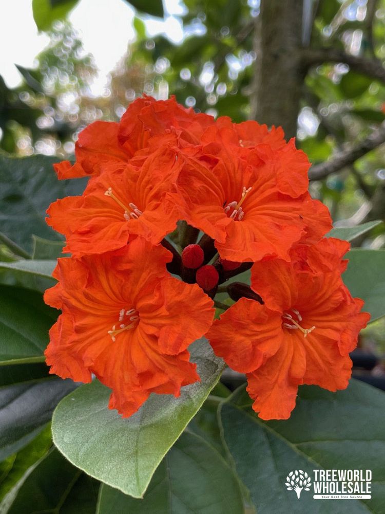 cordia-sebestena-orange-geiger-tree
