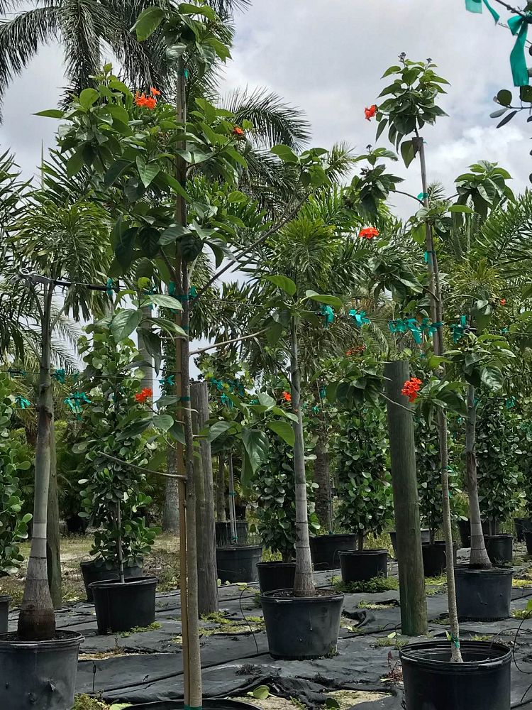 cordia-sebestena-orange-geiger-tree