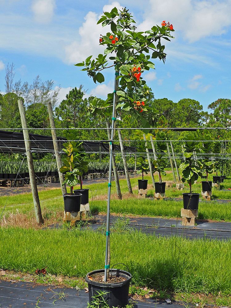 cordia-sebestena-orange-geiger-tree