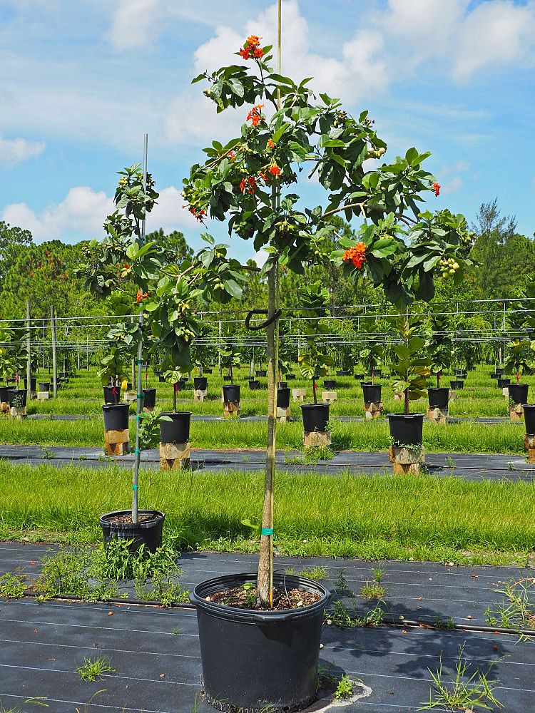 cordia-sebestena-orange-geiger-tree