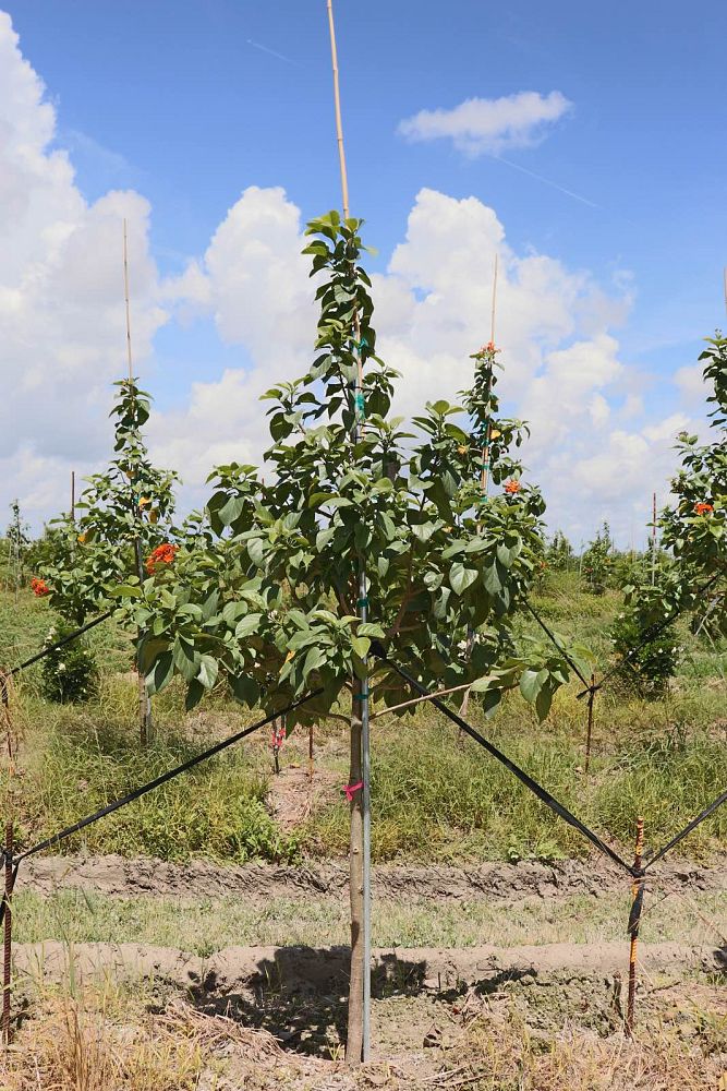 cordia-sebestena-orange-geiger-tree