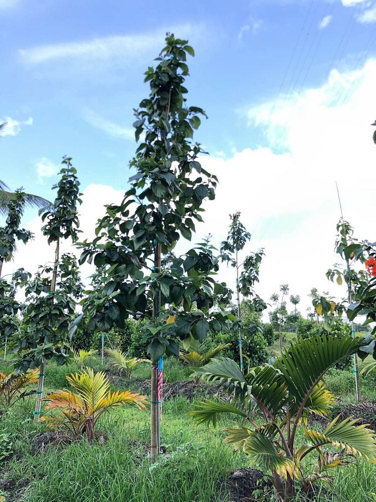 cordia-sebestena-orange-geiger-tree