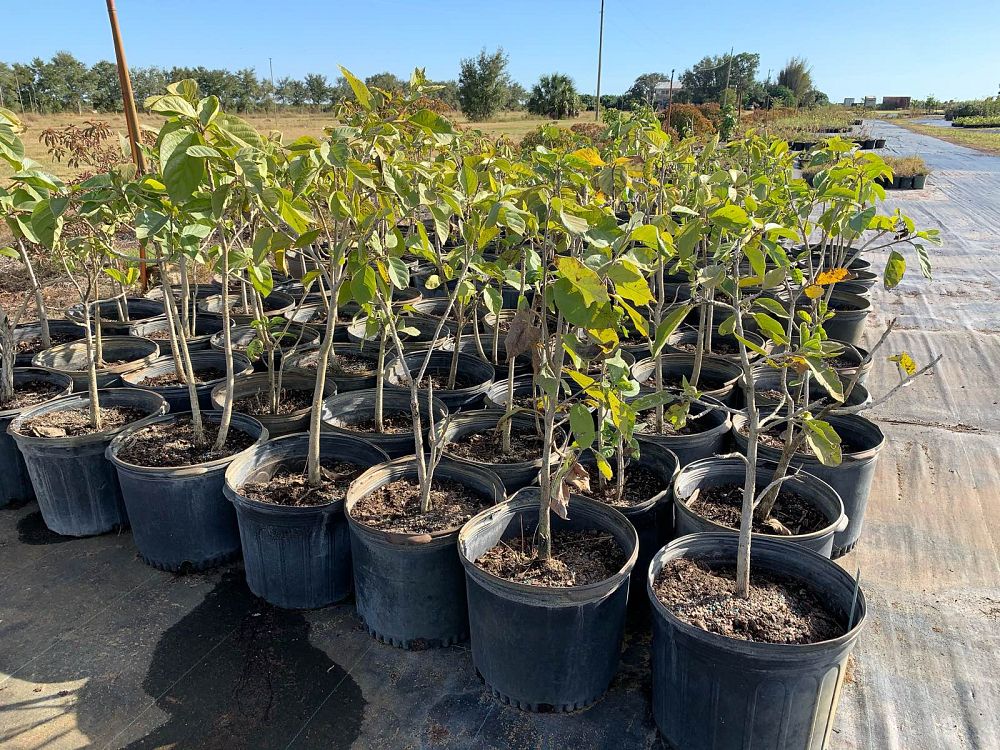 cordia-sebestena-orange-geiger-tree