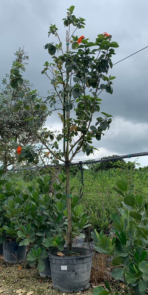 cordia-sebestena-orange-geiger-tree