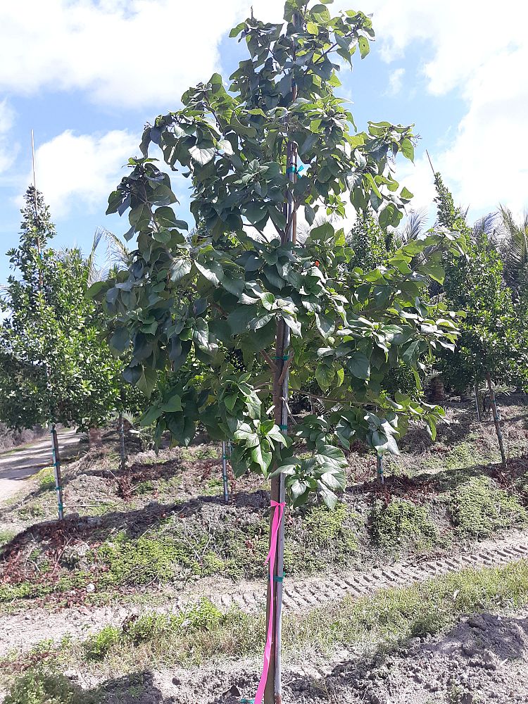 cordia-sebestena-orange-geiger-tree