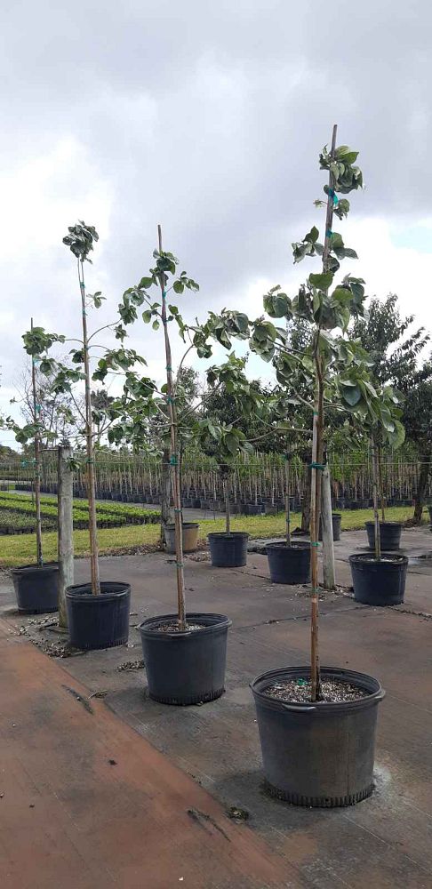 cordia-sebestena-orange-geiger-tree