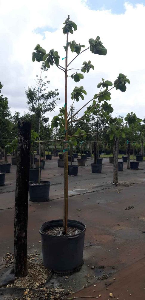 cordia-sebestena-orange-geiger-tree