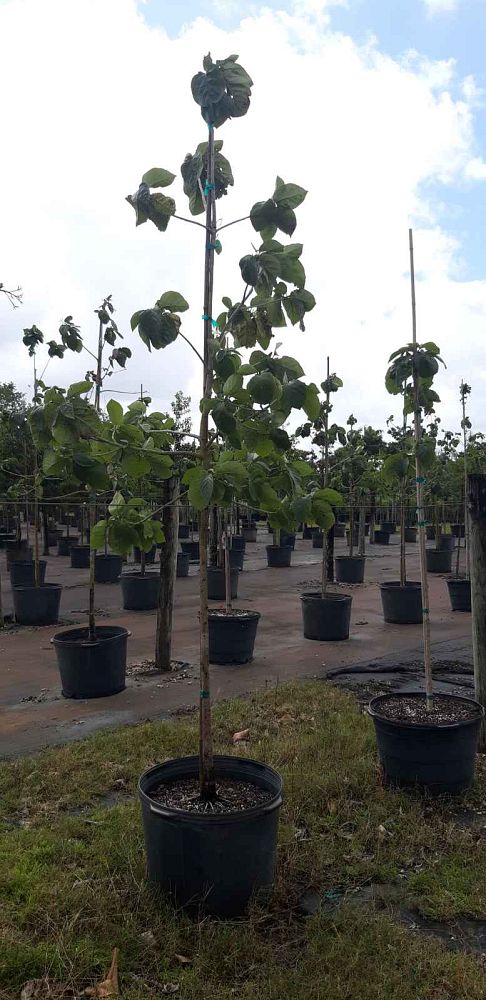 cordia-sebestena-orange-geiger-tree