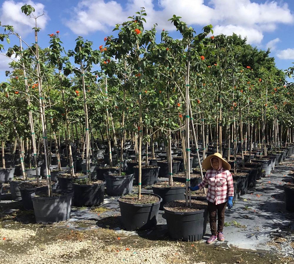 cordia-sebestena-orange-geiger-tree