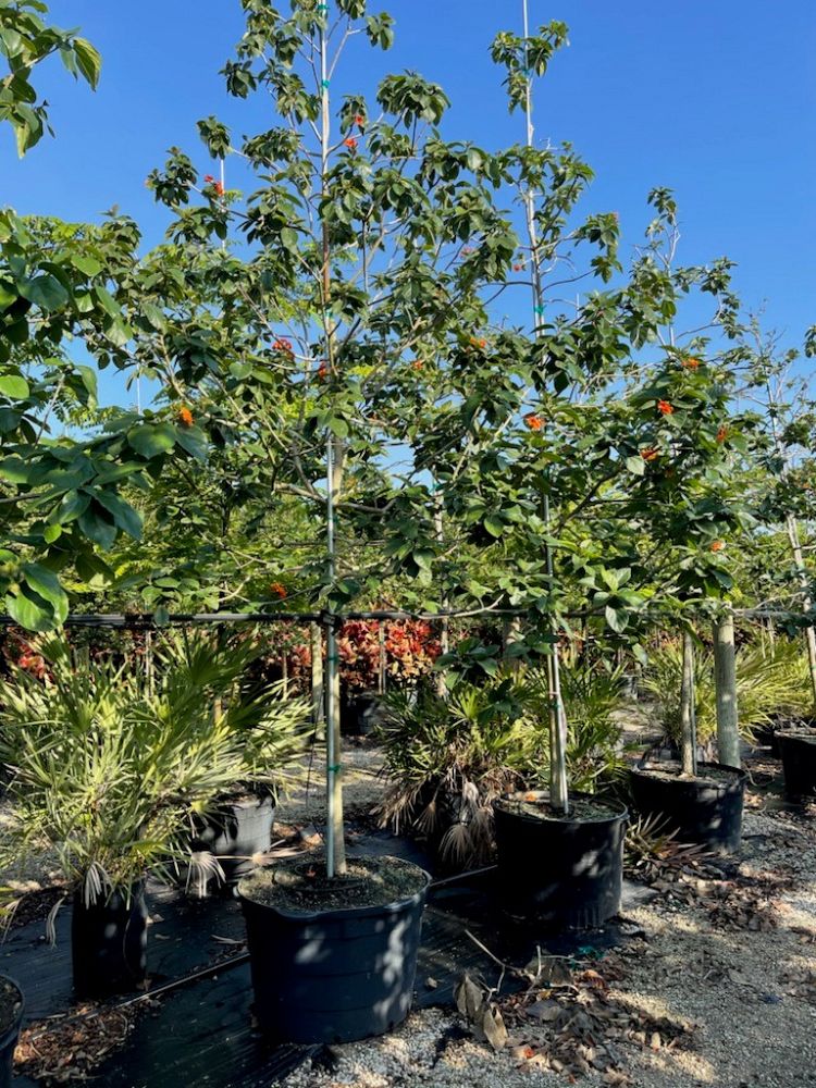 cordia-sebestena-orange-geiger-tree
