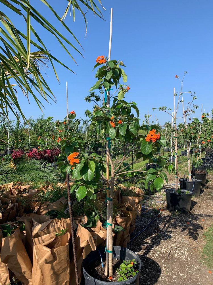 cordia-sebestena-orange-geiger-tree