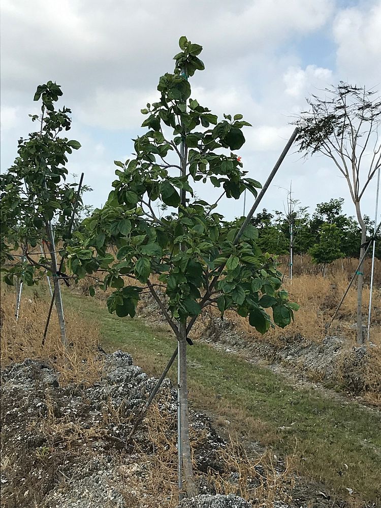 cordia-sebestena-orange-geiger-tree
