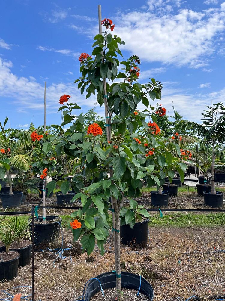 cordia-sebestena-orange-geiger-tree