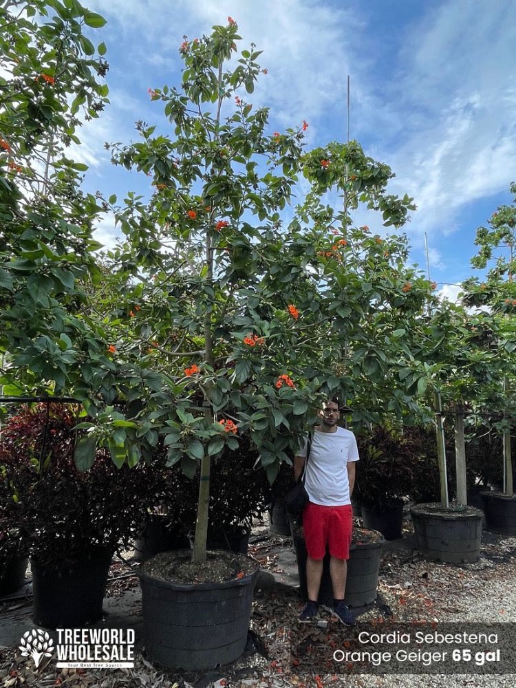 cordia-sebestena-orange-geiger-tree