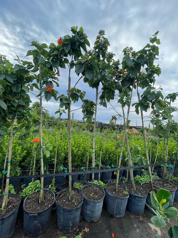 cordia-sebestena-orange-geiger-tree