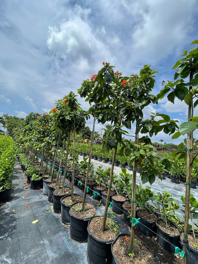 cordia-sebestena-orange-geiger-tree