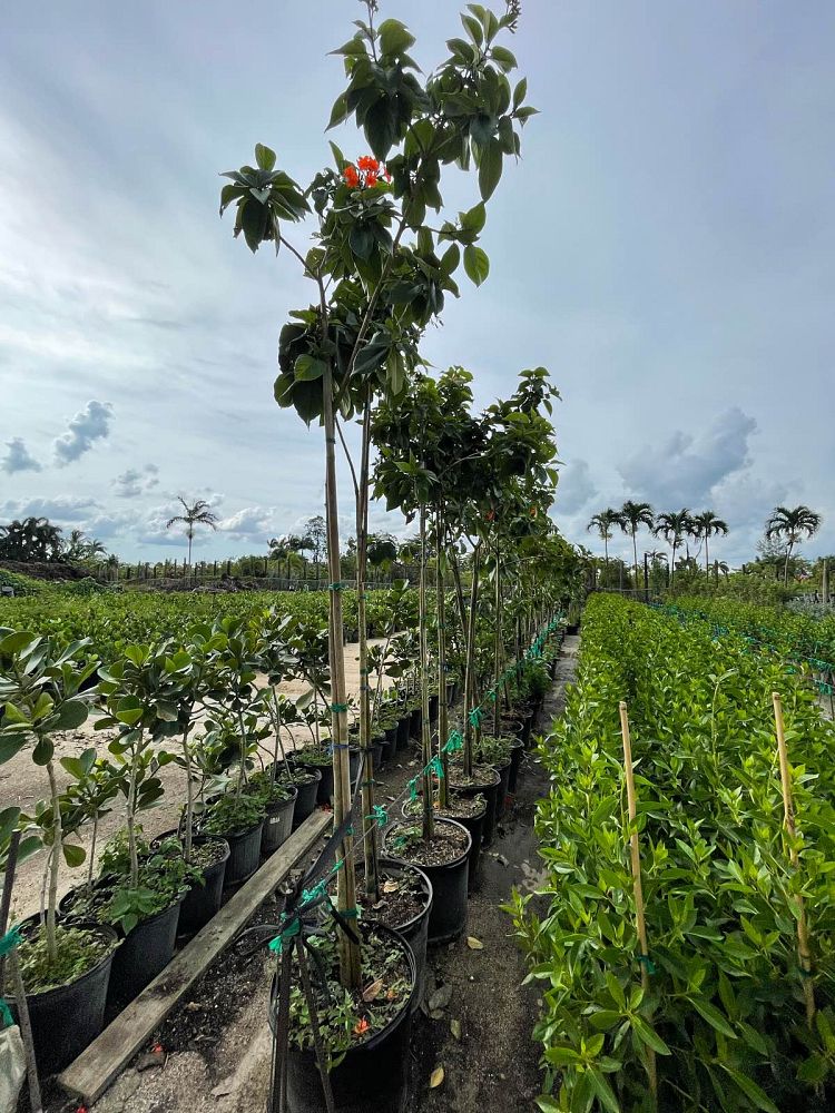 cordia-sebestena-orange-geiger-tree