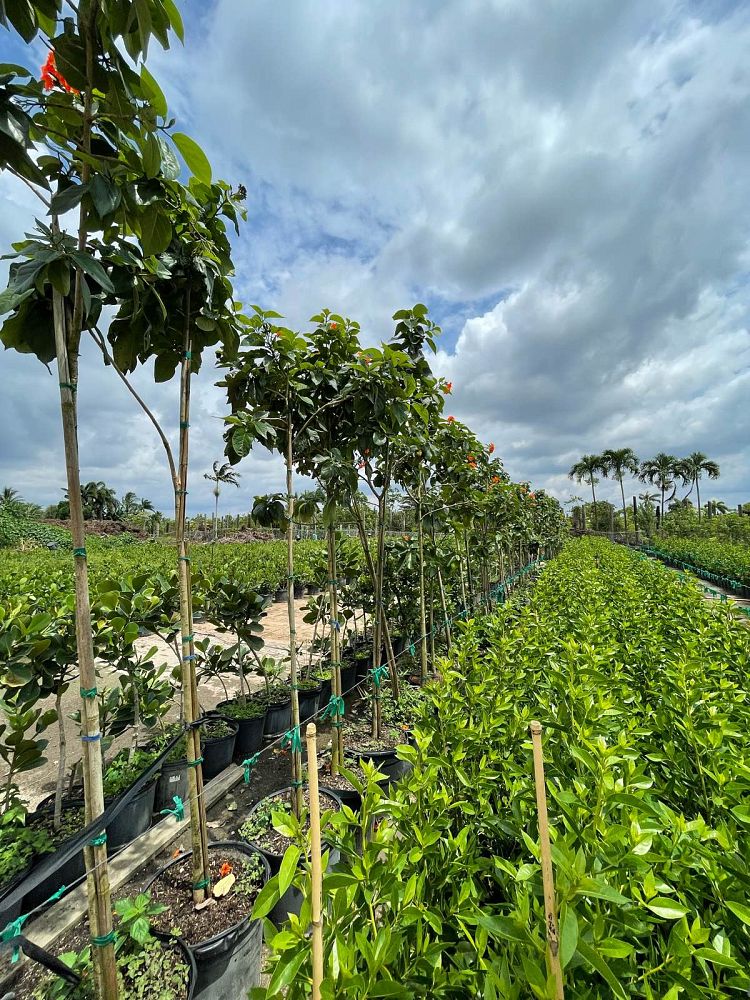cordia-sebestena-orange-geiger-tree