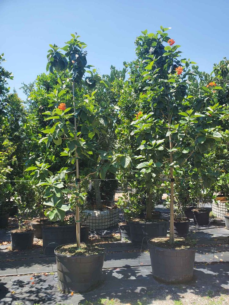 cordia-sebestena-orange-geiger-tree