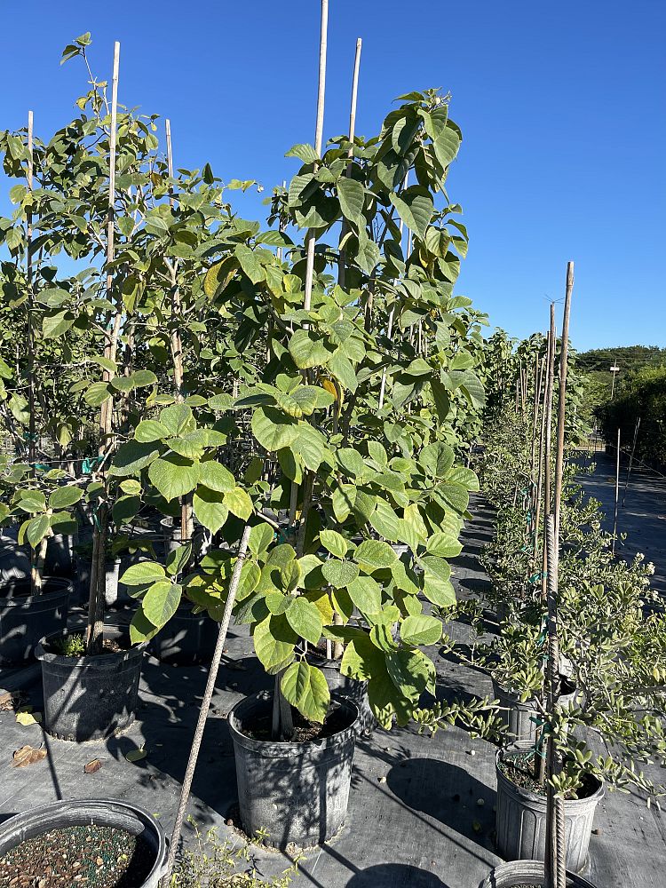 cordia-sebestena-orange-geiger-tree
