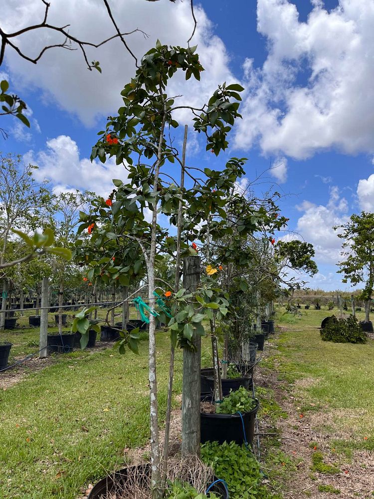 cordia-sebestena-orange-geiger-tree