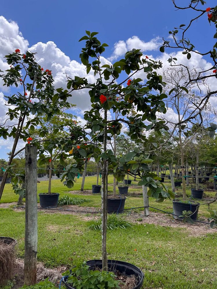 cordia-sebestena-orange-geiger-tree