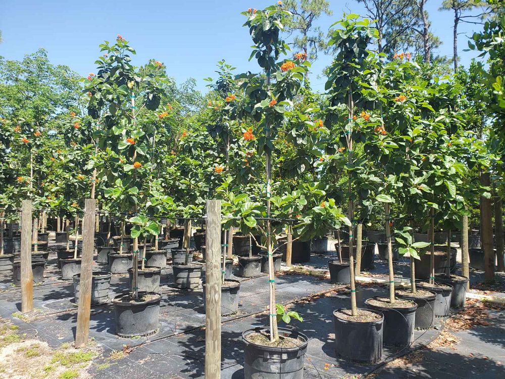 cordia-sebestena-orange-geiger-tree