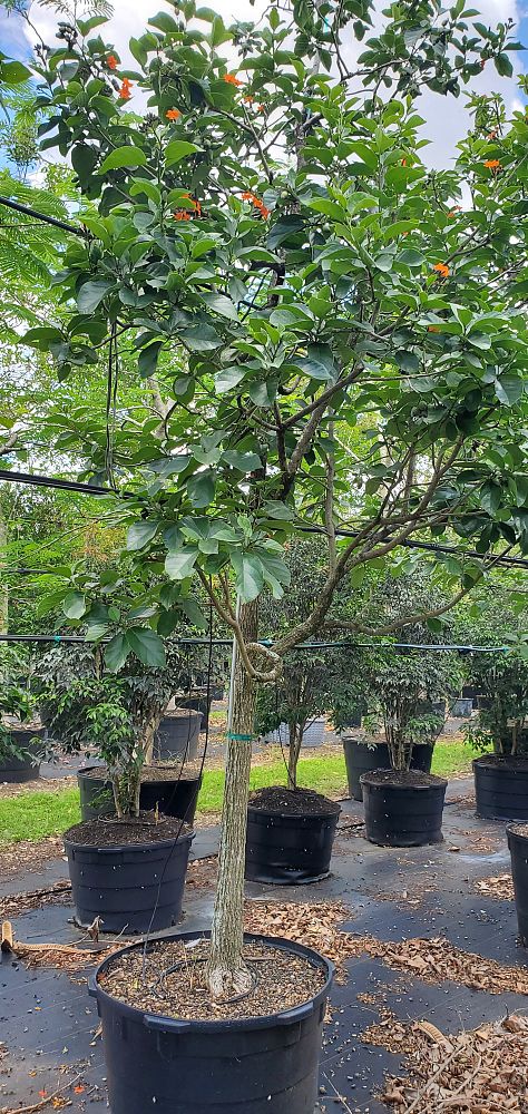 cordia-sebestena-orange-geiger-tree