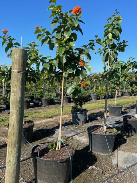 cordia-sebestena-orange-geiger-tree