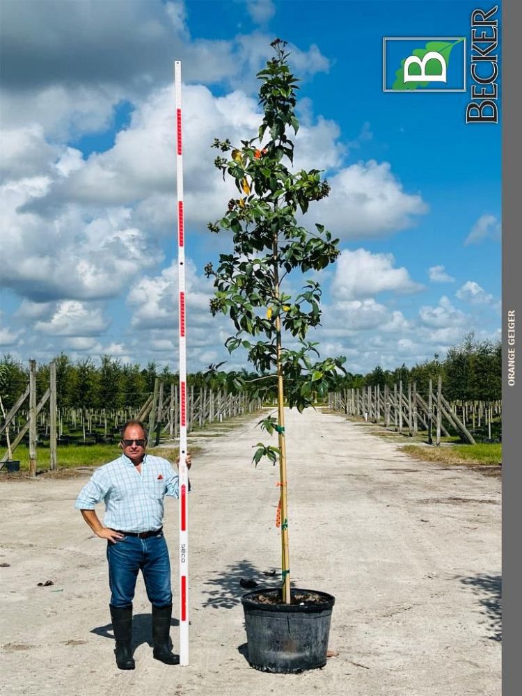 cordia-sebestena-orange-geiger-tree
