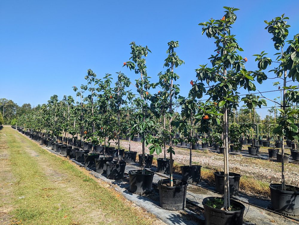 cordia-sebestena-orange-geiger-tree