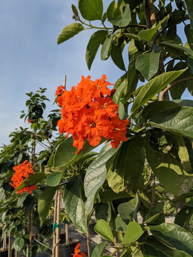 cordia-sebestena-orange-geiger-tree