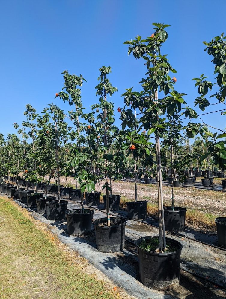 cordia-sebestena-orange-geiger-tree