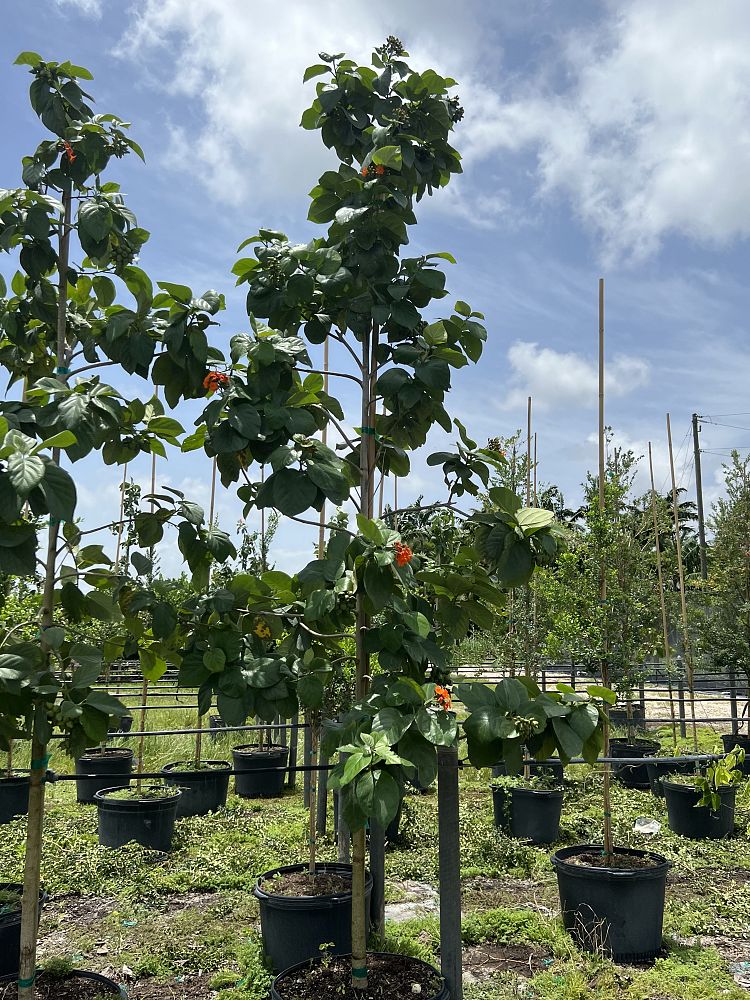 cordia-sebestena-orange-geiger-tree