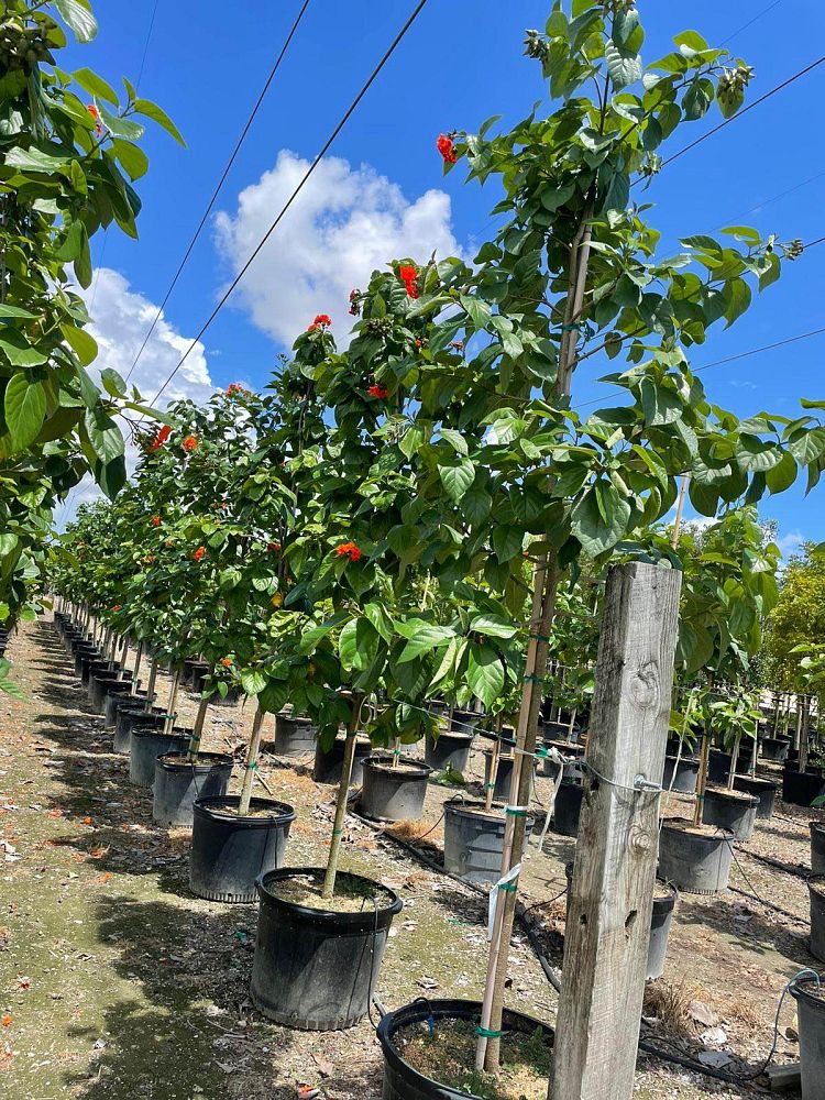 cordia-sebestena-orange-geiger-tree
