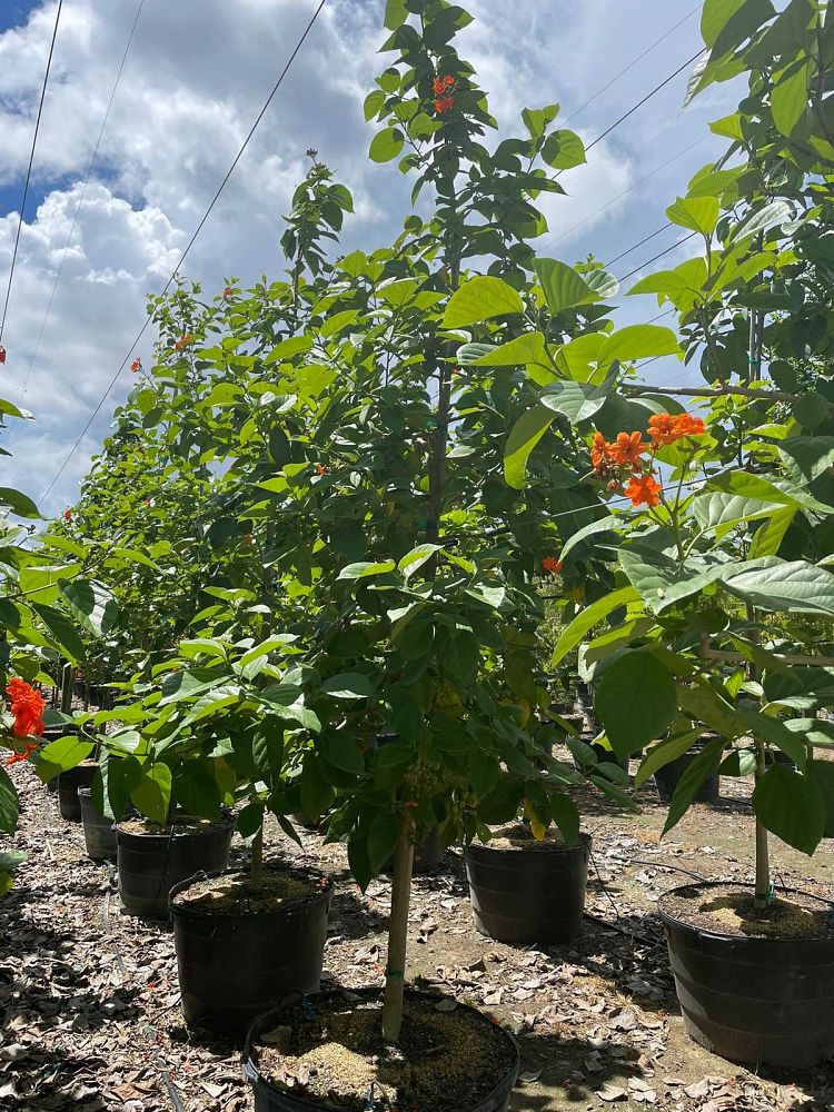 cordia-sebestena-orange-geiger-tree